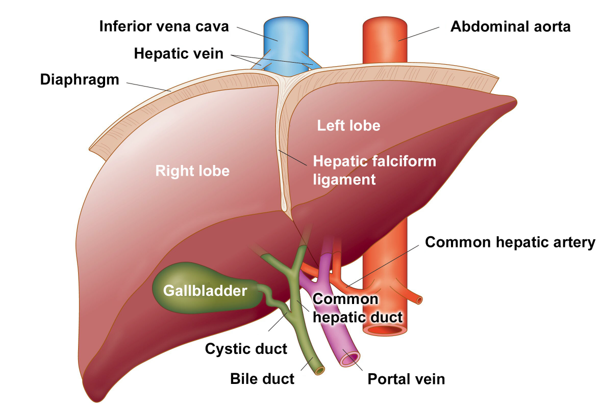 Fig. 9 Schematic view of the liver