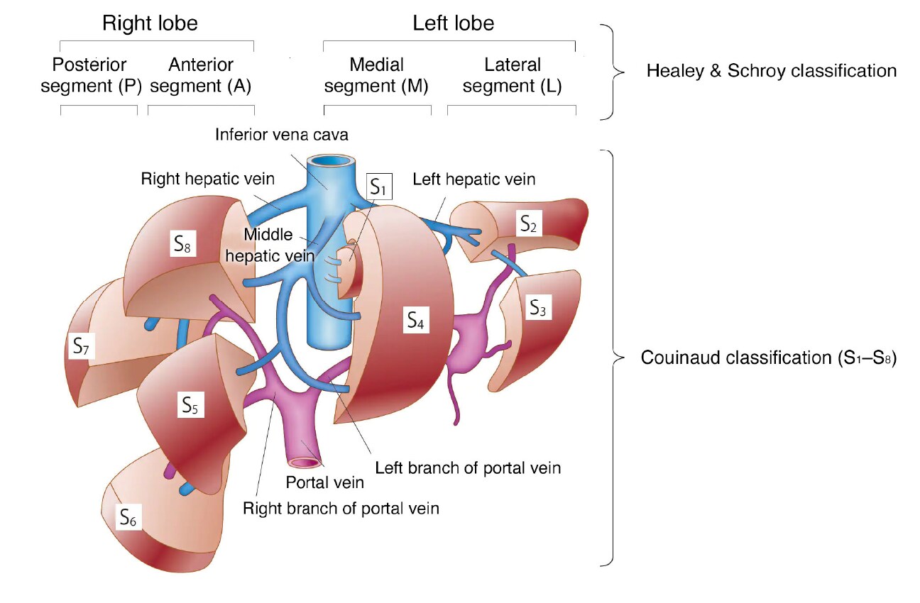 Fig. 11 Liver segments: Couinaud Classification and Healey & Schroy Classification